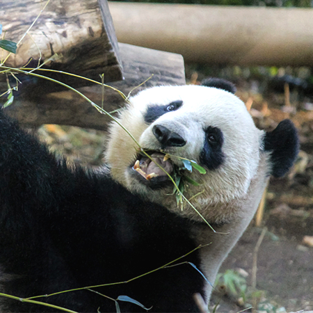 上野動物園のパンダが交尾に成功 大迫力の行為動画に女子アナも赤面 アサ芸プラス