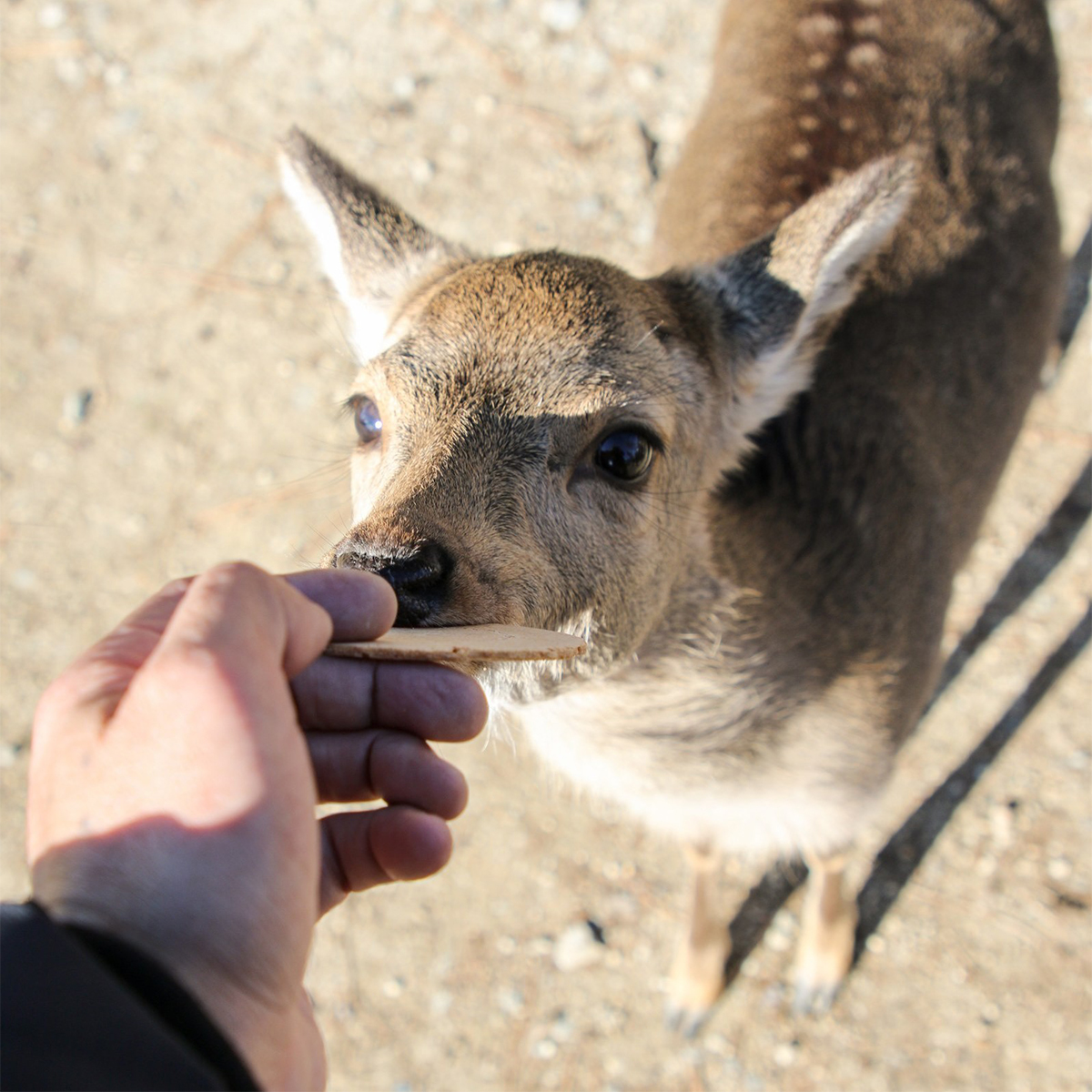 奈良公園の鹿は飢えていた！中国人観光客の鹿せんべい爆買いが消えて