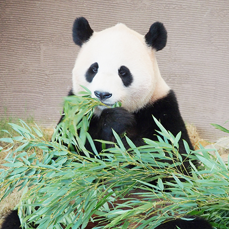 上野の赤ちゃんパンダが成長中 笹や竹を食べる姿を見られるのは12月 アサジョ