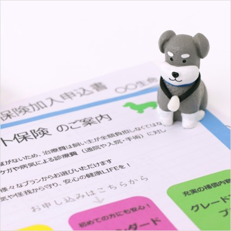 犬、猫、うさぎu2026u2026ペットを買うなら知っておきたい「ペット保険 