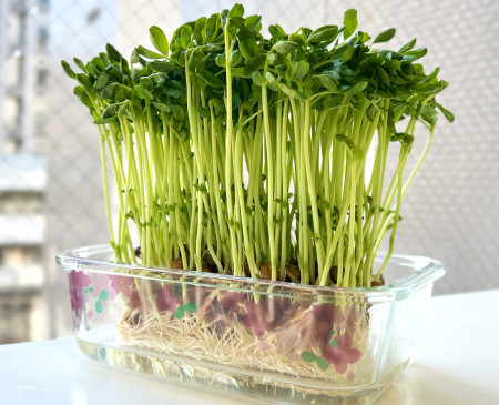 豆苗の再生栽培