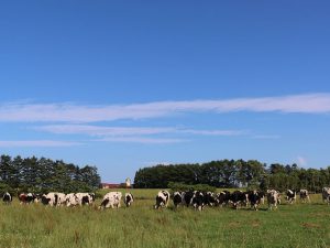 幸せそうに牧草を食む小栗牧場の牛たち。人が近づいても全く動じないのは、経営主との関係性を反映している