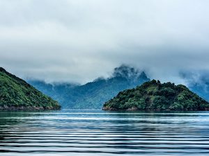 オーラキングが育つ、ニュージーランドの美しい入江、マールボロ・サウンズ