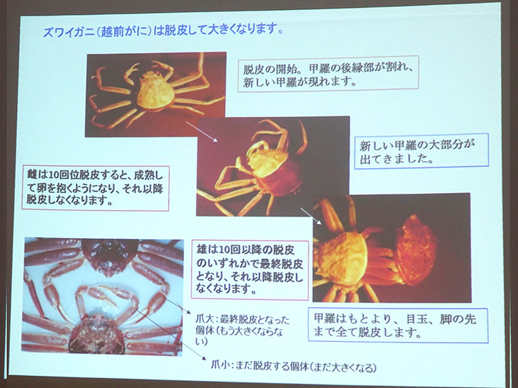 ズワイガニの脱皮の様子。ズワイガニ漁の解禁期間は、11月6日から3月20日、せいこがにの解禁期間は11月6日から12月31日、ズボガニは、2月19日から3月20日