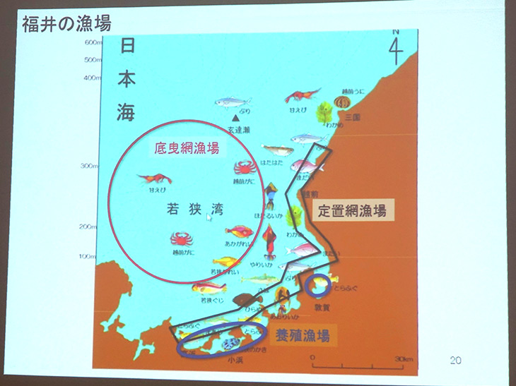 越前がにの餌のもとになる植物プランクトンも豊富