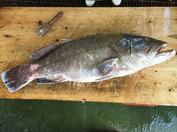 クエはスズキ目ハタ科に属する海水魚。大きなものになると体長1m・重さ30kgを超える個体も。天然ものは希少で、都内のお店などでいただけるのはほとんどが養殖もの