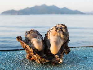 広島県江田島で養殖された大粒の牡蠣