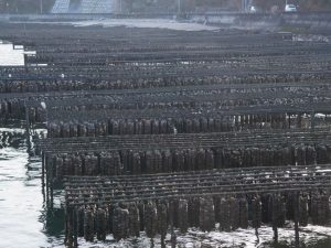 牡蠣の養殖の様子。浅瀬に作った棚で、潮の満ち引きを利用して牡蠣を育成する