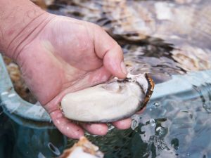 牡蠣の成長を確認し、１１月頃から段階的に水揚げ。『さぼてん』の「かきフライ」の牡蠣は、2〜5月頃に水揚げされた身の入りが良いもので、しかも大きさにこだわって、選りすぐって使用しているのが特徴