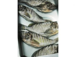 魚を塩水ベースで発酵させるのは、伊豆諸島で作られているくさやの製法と同じ