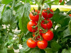 13種類のトマトを栽培。こちらはミニトマトの「アイコ」
