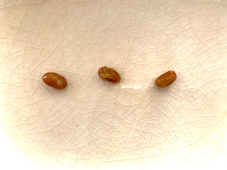 左からセブンイレブン、ローソン、ファミリーマートの納豆1粒。大きさはさほど変わらないけれど、食感が違う