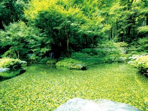 山崎蒸溜所は竹林が生い茂る豊かな自然に囲まれた場所にある