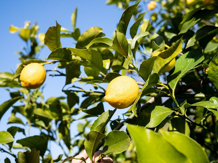 「citrusfarms たてみち屋」ではレモンが色づき、収穫を待っていた。。リスボンという品種を中心に栽培し、全国のレストランやバー、高級スーパーなどに出荷している