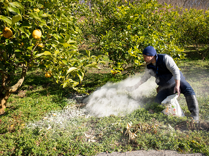 「citrusfarms たてみち屋」の農園管理は、自然に存在する有用菌の働きを促すことが最優先。発酵有機質堆肥や天然液肥、石灰などを散布して、レモンが無理なく実る環境を整える