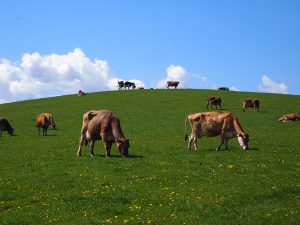 丸の内のブラッスリー『VIRON』の代表・西川氏が経営する「美瑛放牧酪農場」。4種類の牛たちがのびのびと暮らし、そのノンストレスの牛たちから絞った生乳は、隣接する加工プラントで新鮮なうちに乳製品に加工されます