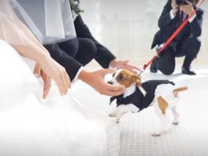 「DOG WEDDING PARTY -幸せの誓いを愛犬が見守るセレモニー」5万5000円（税込）