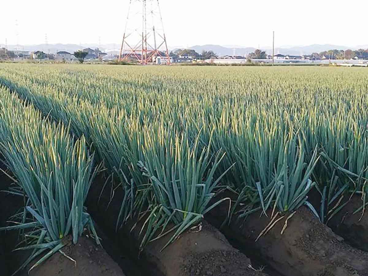 埼玉県北部で生産されるネギ畑