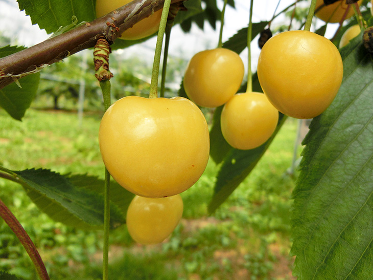 大粒かつ黄色い果実が特徴の希少品種「月山錦」