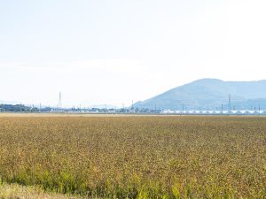 在来品種がすくすく育つ福井市内に点在する蕎麦畑