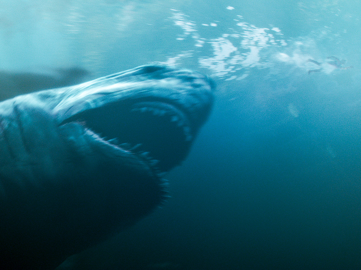 サメ肉って美味しいの？ ジビエ居酒屋『米とサーカス』でサメに食われる映画を観た後に倒錯のサメ料理を味わってきた！