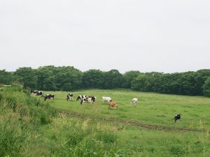 「別海ウェルネスファーム」の牧場。1981年からの酪農業市場は離農や後継者不足などで年々減少し、約87％も減少しているのが現状。若い成り手が少なく、生乳生産量も減っている