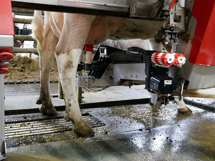 自ら機械に入り、搾乳される乳牛