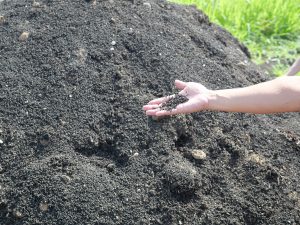 2年間ほどかけて堆肥となったブドウかす。よく見ると、枝や茎などが見て取れる