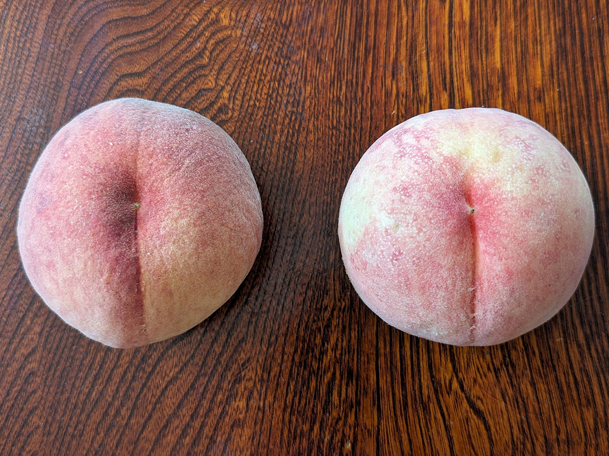 形は割れ目から左右対称にまん丸であればなお良し。比べてみるとわずかですが、右側の方がおいしい桃と言えます。