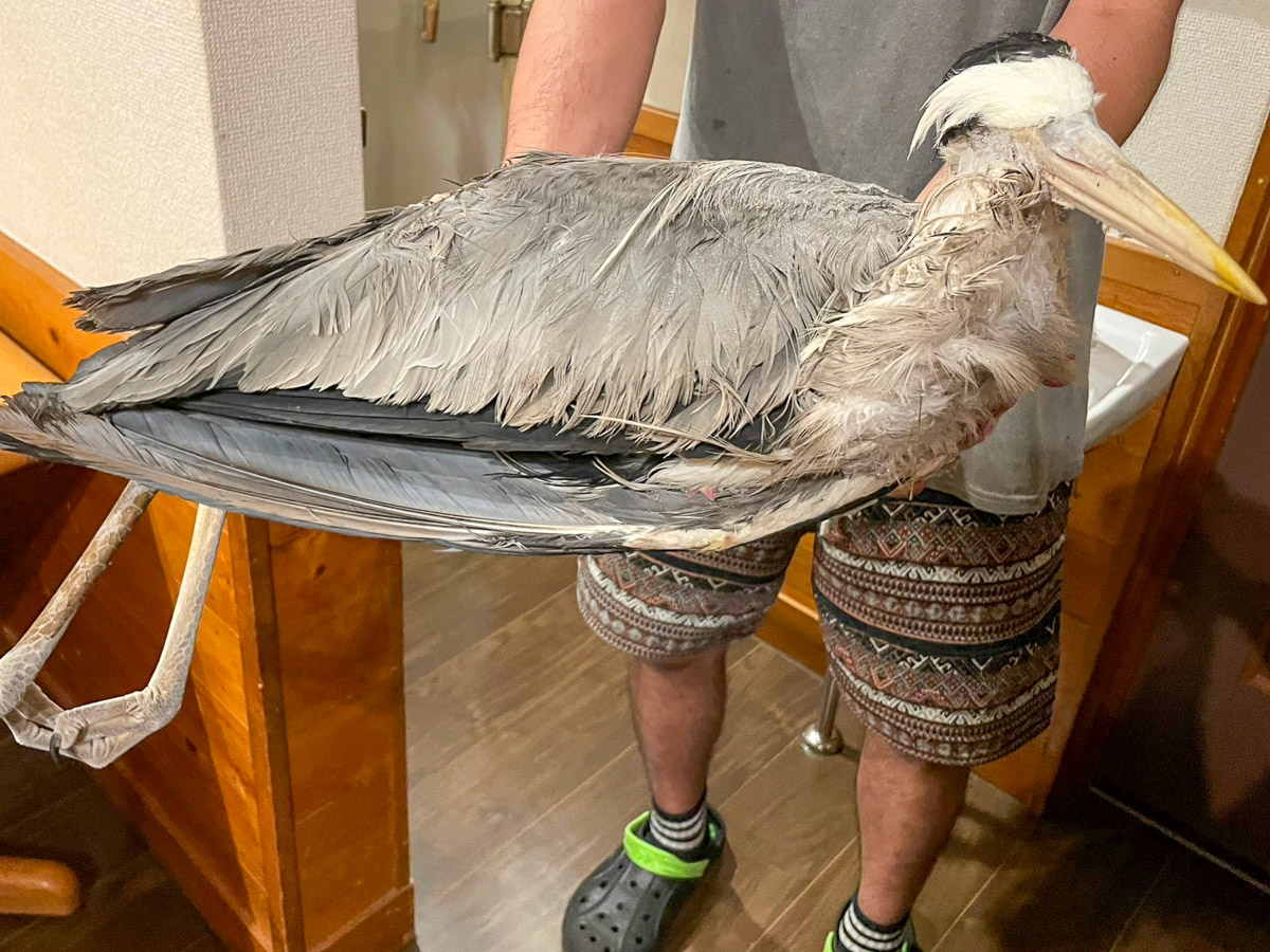 突如お披露目される在庫のアオサギ。冷凍庫からやってきたのでカチコチだ