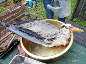 解体は翌日夕方から。解凍され、ちょっと生々しくなったアオサギ