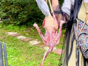 チキンを見慣れていると、もも肉のスリムさに驚く。飛ぶ鳥は、軽量化のため胸筋以外がコンパクト