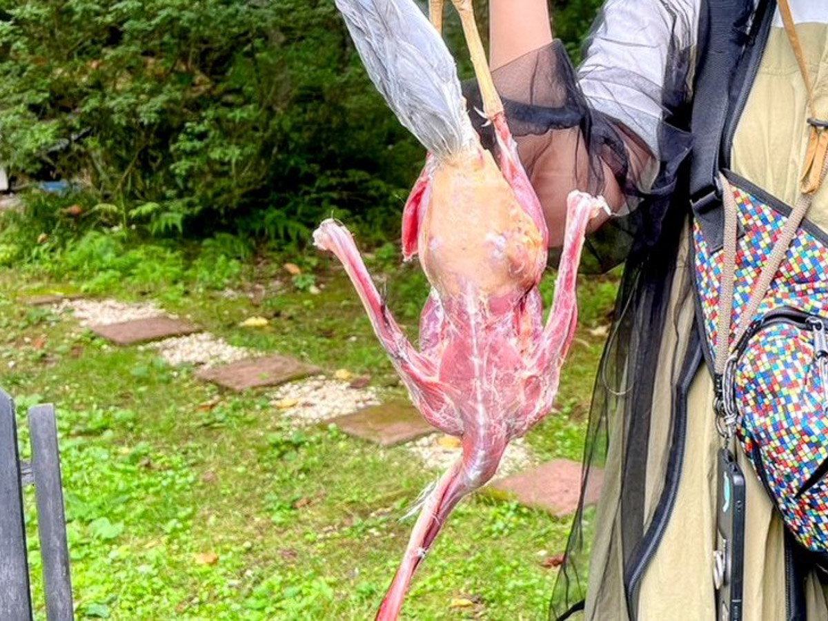 チキンを見慣れていると、もも肉のスリムさに驚く。飛ぶ鳥は、軽量化のため胸筋以外がコンパクト