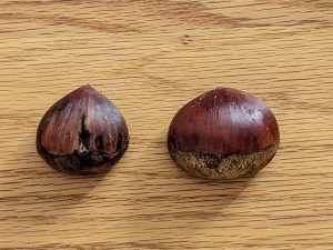 右はまるっとして、見るからにおいしそう！　左の傷になっているものはクッキーやパウンドケーキなど加工用に使いました。