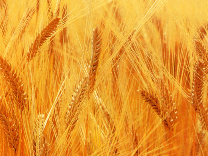 「赤い本麒麟」より麦を多く使うことで、より濃厚な麦のうまみを実現している