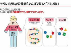 人間の体は水分60％、体の固形分のほとんどはたんぱく質から作られています ［食楽web］