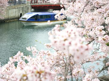 【桜めぐり】船上から横浜の街を眺める「桜クルーズ」が大人気。ランチやアフタヌーティ＆夜桜プランも