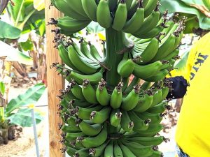 『バナナファーム壱岐』のバナナ