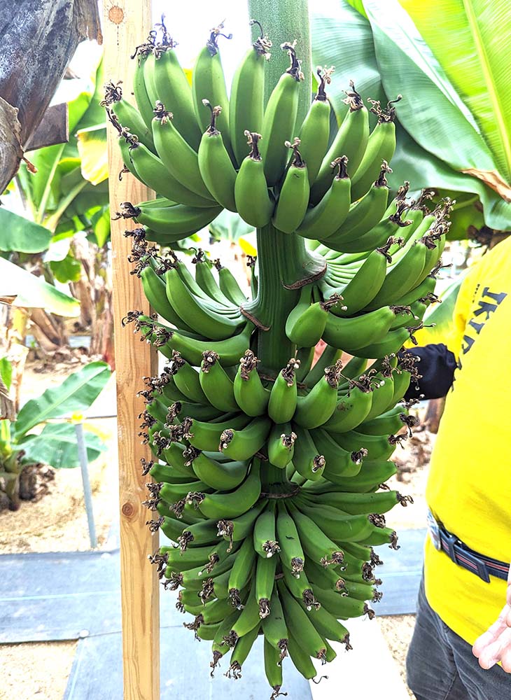 『バナナファーム壱岐』のバナナ