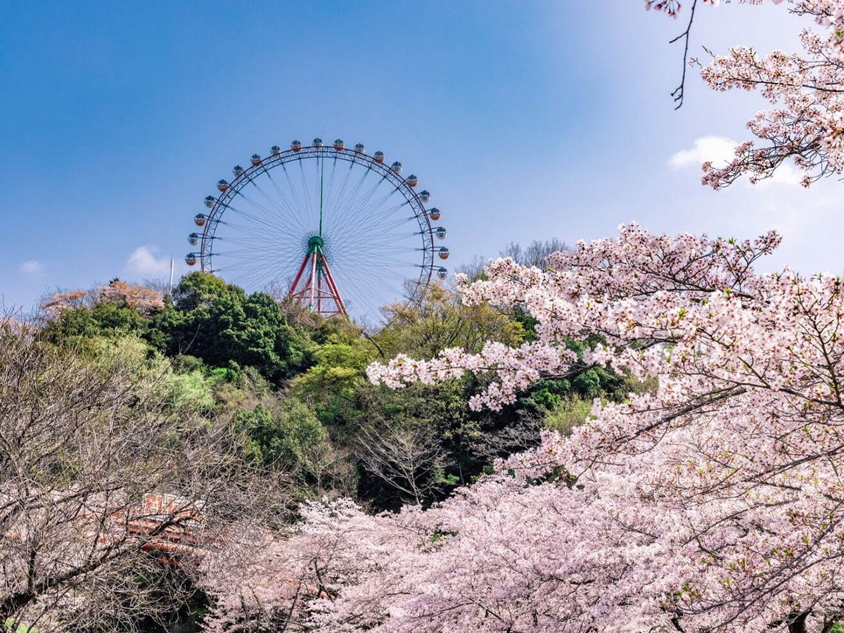 「さがみ湖桜まつり」※2024年3月16日(土)~4月14日(日)