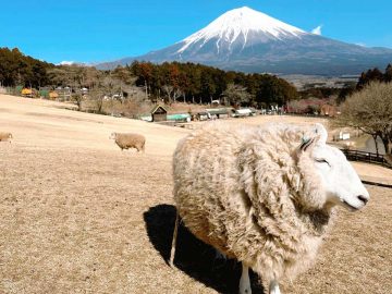 【静岡グルメ旅】富士山の絶景日本一。食べて遊んで癒される「まかいの牧場」が人気の理由