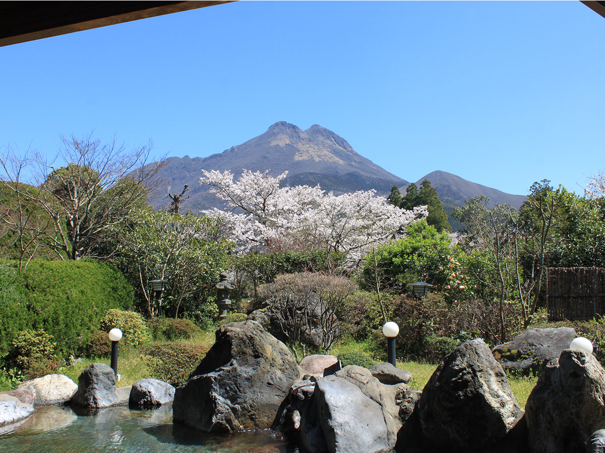 由布岳×桜の見事な風景