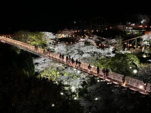 つり橋からの圧巻の桜はいつものお花見とは違う感動があるはず