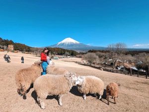 遮るものない状態で富士山が見える羊の放牧場。羊たちはとても人に慣れている