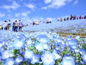 約530万本のネモフィラが見ごろを迎えています