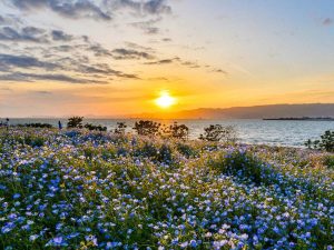 ネモフィラと明石海峡大橋を望む絶景