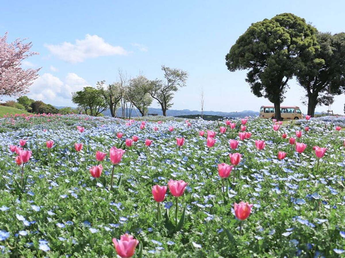実は“100万本”のネモフィラが咲いています