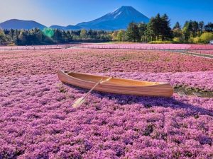 50万本の芝桜が一面に広がります