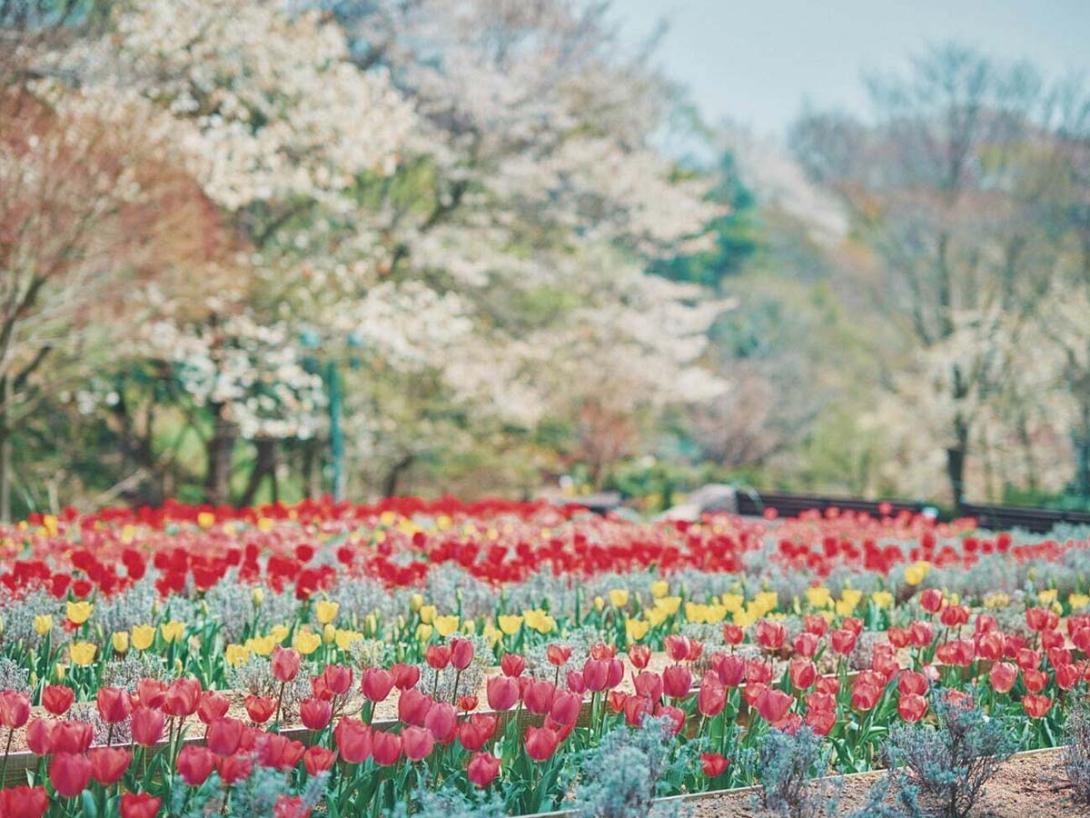 5月はチューリップやネモフィラ、6月はカモミールが見ごろ