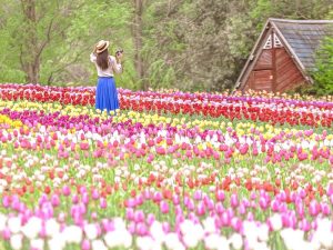 日本最大級の花絵は今しか見られません [食楽web]